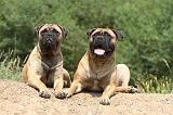 BULLMASTIFF 312